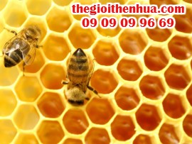 Cách chọn mua mật ong nguyên chất và cách bảo quản mật ong